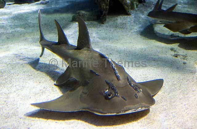 <p>Rhinobatidae </p><p>Preoral snout or broadly rounded, thick shark-like trunk or flattened and covered with denticles, ovoviviparous</p><p>Example: Sharkfin guitarfish</p>