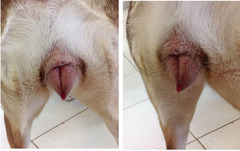 <p>What phase of estrous is this dog in?</p>