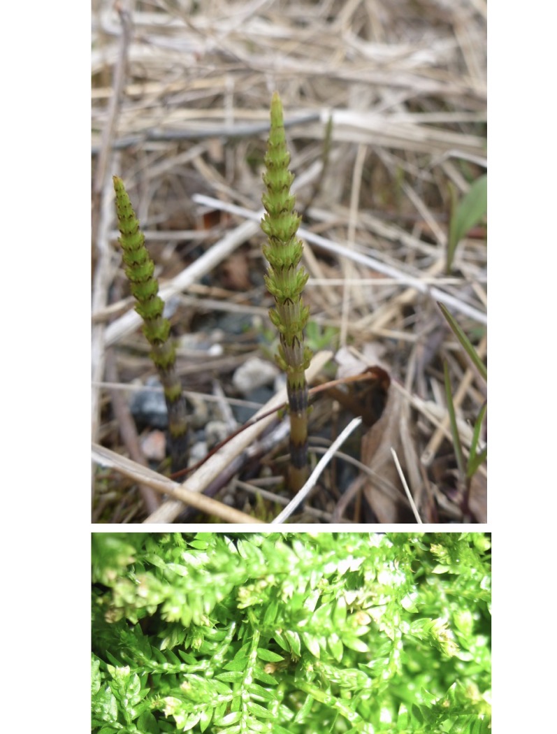 <p>What kind of vegetative leaves are found in these plants?</p>