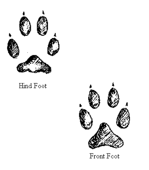 <p>Name this animal track</p>