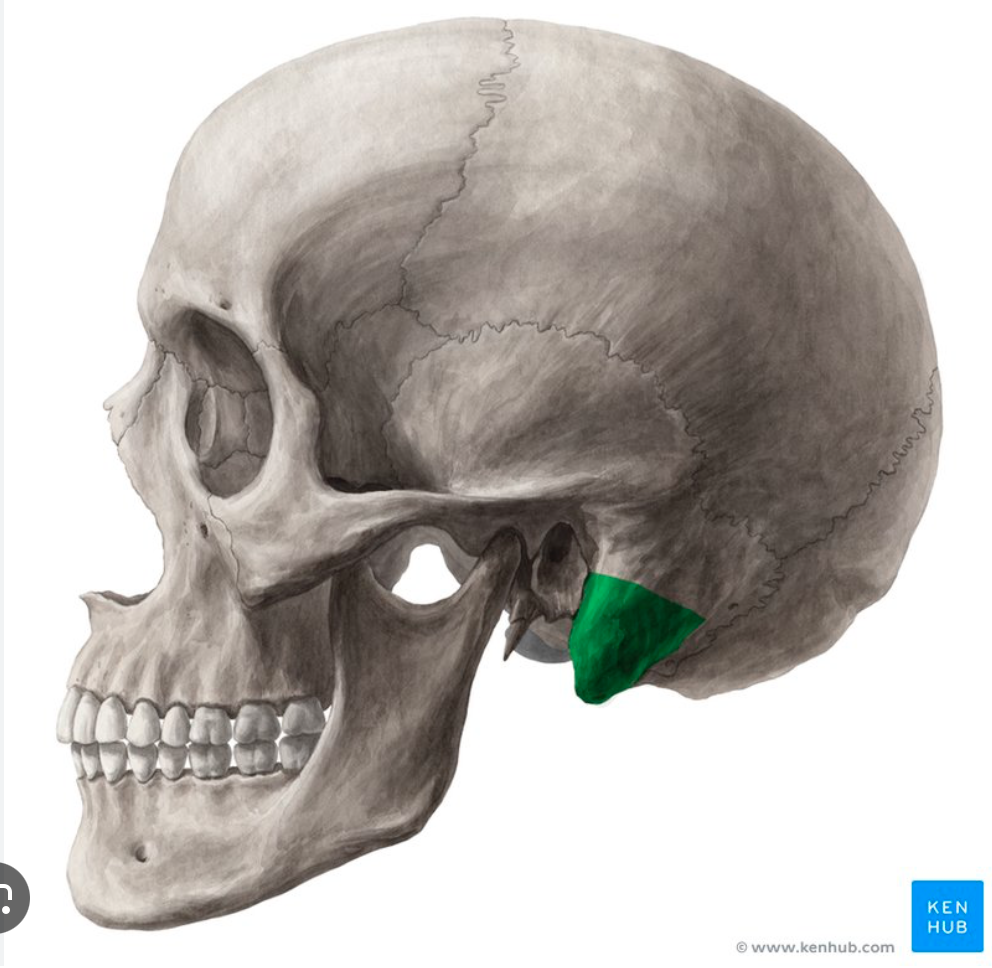 <p>attachment for muscles of the tongue and hyoid</p>