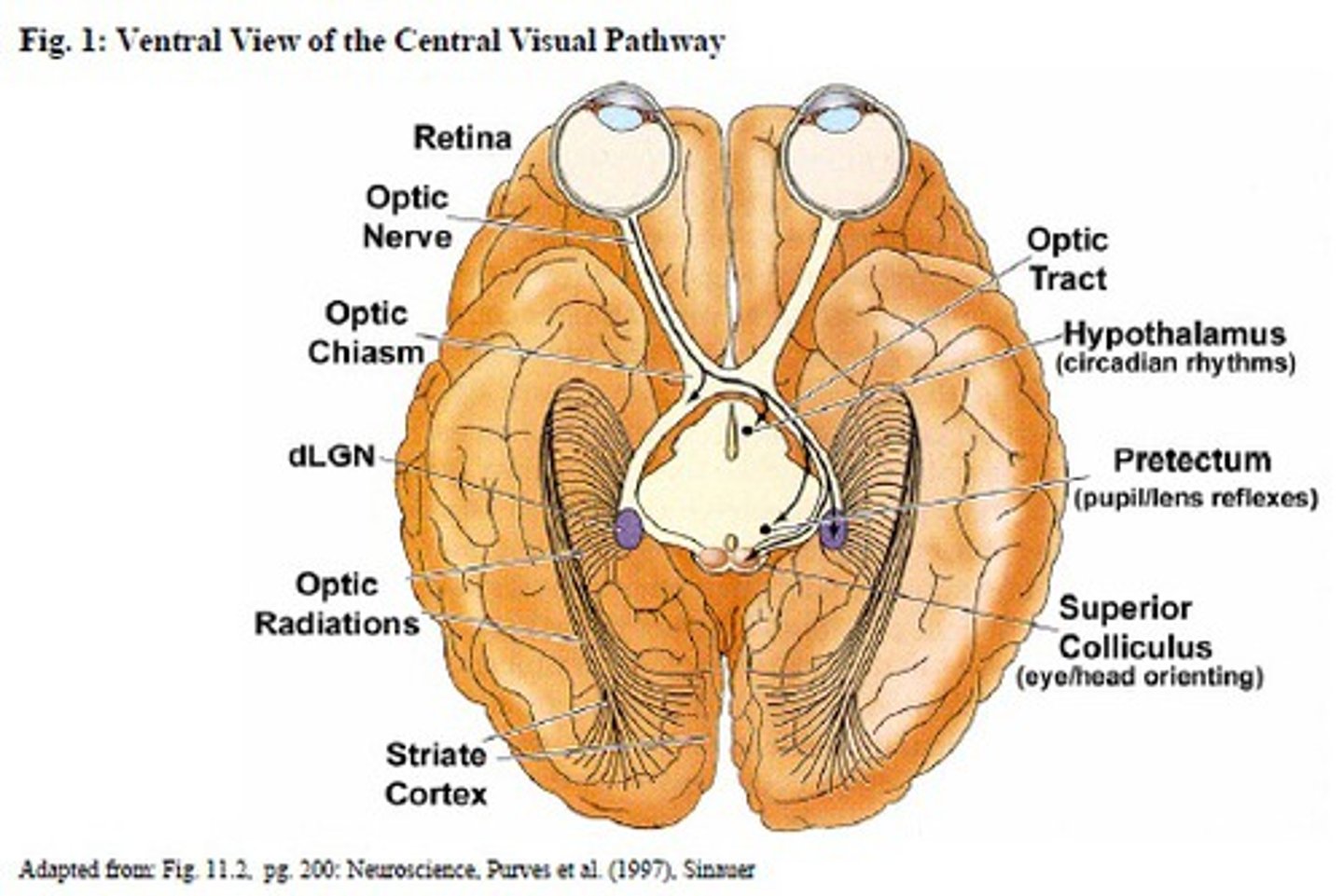 <p>Thalamus relay for vision</p>