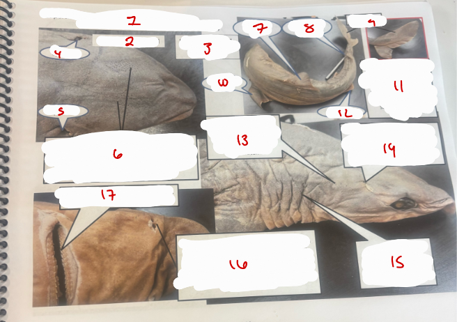 <p>Superclass Gnathostomata </p>