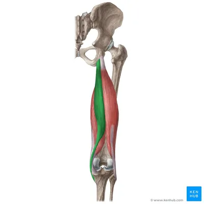 <p>t for top of the hamstrings, this muscle is responsible for flexing the knee and extending the hip. </p>