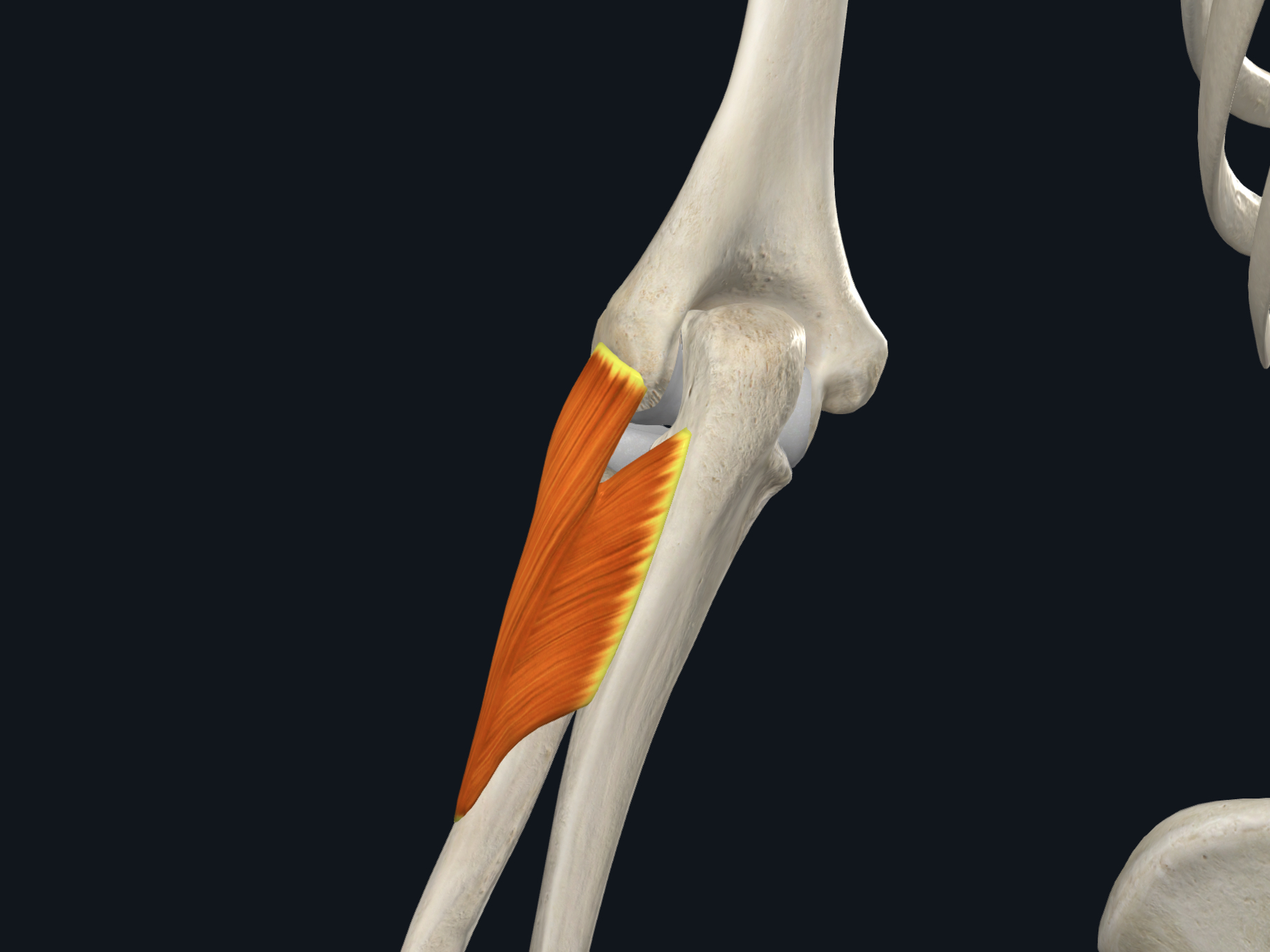 <p>&nbsp; · Origin: Lateral epicondyle of humerus, annular ligament of proximal radioulnar joint and ulna</p><p class="p1">&nbsp; · Insertion: Neck and shaft of radius</p><p class="p1">&nbsp; · Nerve Supply: Deep branch of radial nerve</p><p class="p1">&nbsp; · Action: Supination of forearm</p>