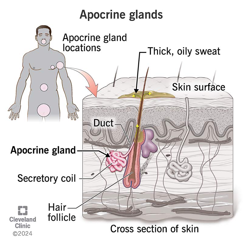 <p>Apocrine gland</p>