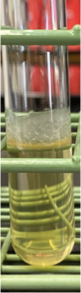 <p><span>•</span><span style="font-family: "Tw Cen MT";">Pellicle</span></p>