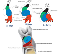 <p>c-shaped heart continues to elongate at both arterial end venous poles. primitive right ventricle displaced caudally, ventrally and to the right. primitive left ventricle displaced to the left. primitive atrium acquires a dorsal and cranial position.</p>