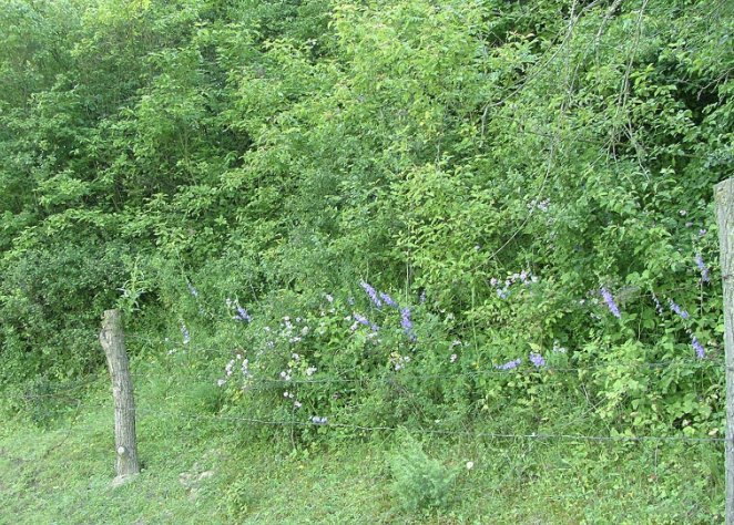 <p>campanula bononensis (trifolio gereniatea)</p>
