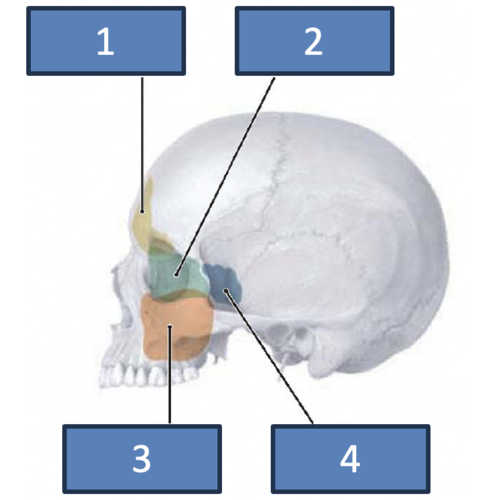 <p>Identify the structure at #3</p>