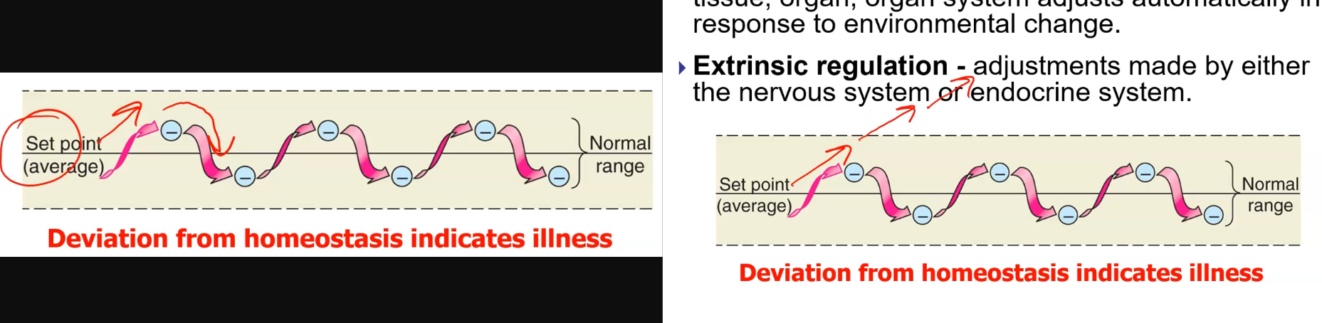 <ul><li><p>Negative = effector brings it back to set point (stabilizing).</p></li><li><p>Positive = effector keeps it going away from set point (destabilizing).</p></li><li><p>Positive feedback is rare and always followed by negative feedback.</p></li></ul><p></p>