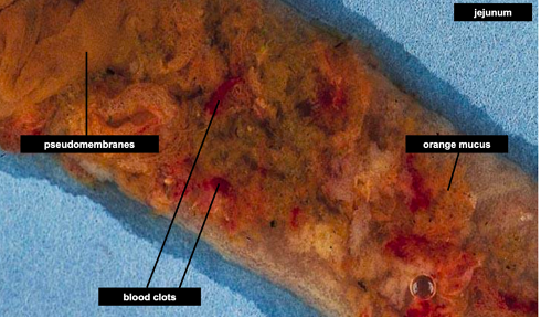 <p>Which Eimeria species creates orange mucus and clotting in the middle intestine?</p>
