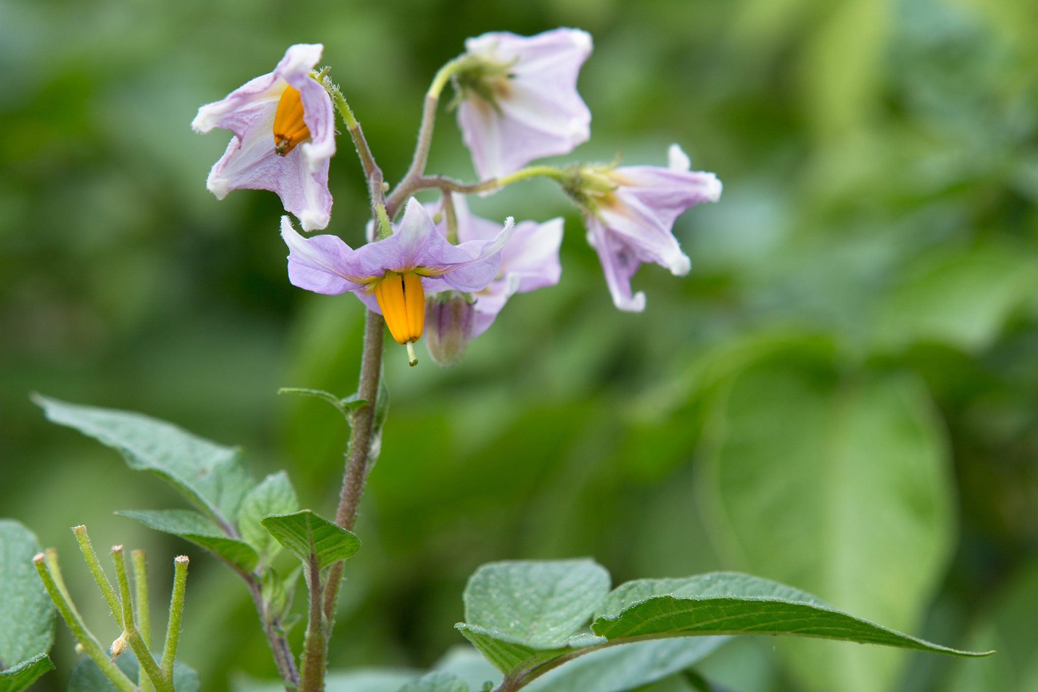 <p>solanaceae</p><p>-symmetry</p><p>-anthers are…</p><p>-styles are</p><p>-carpels </p><p>-many what</p>