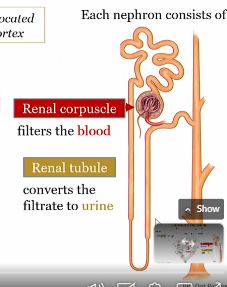 <p>part of nephron that converts filtrate from the renal corpuscle into urine</p>
