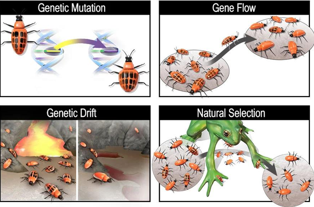 <p>Mutation</p><p>Gene Flow</p><p>Genetic drift</p><p>Natural Selection</p>