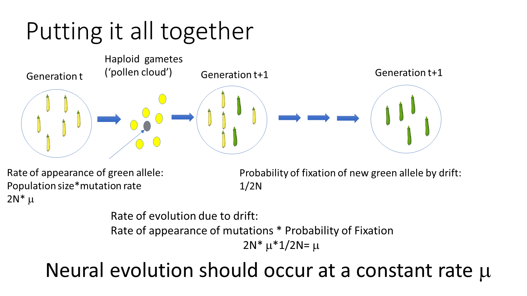 <ul><li><p>the neutral theory of molecular evolution states that <strong>variation within species and divergence between them is mainly the result of genetic drift acting on neutral mutations</strong></p></li><li><p>selection still exists, but is mainly a purifying force removing deleterious alleles, as beneficial mutations are so rare</p></li><li><p>the rate of mutations appearing in a diploid population (= mu x 2N) x the probability of fixation of a neutral mutation (= 1/2N) is<strong> equal to mu</strong>, so the rate of evolution for a particular mutation will be constant at all population sizes</p></li><li><p>functionally important genes diverge more slowly because a mutation is more likely to be deleterious</p></li></ul><p>this was hypothesised due to divergence and polymorphism challenging selection theory:</p><ul><li><p>allozyme electrophoresis showed that there was <strong>too much genetic diversity to be explained by selection </strong>(which generally decreases diversity)</p></li><li><p>the <strong>constant nature of the molecular clock</strong> (mutations accumulate at a constant rate) challenges the idea of frequent selective sweeps due to environmental pressures</p></li></ul><p>still two interpretations- selectionist/adaptationist vs neutralist</p><ul><li><p>this is because <strong>neutral evolution should not result in parallel evolution</strong> (the same mutations in genes occurring multiple times, adaptation), unless every other mutation at a particular base is lethal, or certain mutations just have higher underlying rates</p></li></ul><p></p>