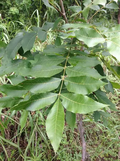 <p>scaly bark</p>
