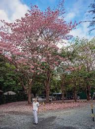 <p>Non-native but widely cultivated in the Philippines; conservation status: not endangered. Most easily identified by its profuse clusters of soft pink flowers that can blanket nearly the entire canopy during the flowering season, creating a striking pink display often compared to cherry blossoms in tropical landscapes.</p><p>A medium-sized deciduous tree typically growing 10–20 meters tall with a rounded to spreading crown about 8–15 meters wide. Trunk usually reaches 0.3–0.8 meters in diameter, with gray to brown bark that becomes slightly rough and fissured with age. It develops a moderate root system with a central taproot and spreading lateral roots. Branching begins above human height, forming a broad open canopy. Leaves are compound and pinnate, 20–40 cm long, with several pairs of oval to elliptic leaflets having smooth margins and pinnate venation. Flowers are pink to rose-pink, sometimes fading to pale pink, borne in large pendulous clusters during the dry season or before leaf flush. Fruits are long cylindrical dark brown pods containing numerous seeds embedded in a sticky pulp.</p><p>Widely planted as an ornamental flowering tree in parks, roadsides, campuses, and residential developments. No significant toxicity is commonly reported, though seeds and pods are generally not consumed. In landscape applications, it is best used as a specimen, avenue, or seasonal accent tree where its dramatic floral display can be appreciated; suitable for medium to large landscapes and highly effective as a focal point, though seasonal leaf, flower, and pod litter should be considered near paved areas and walkways.</p>