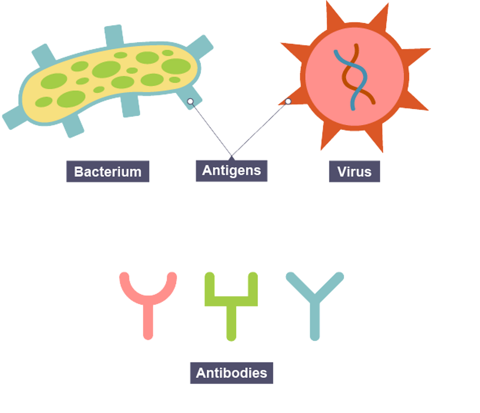 <p>marker on cell/ pathogen surface with specific shape</p>