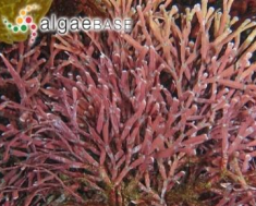 <p>Red algae (Rhodophyta)</p>