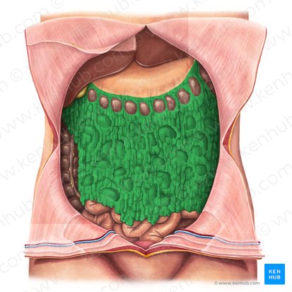 <ul><li><p>The <strong>greater omentum</strong> is a <strong>large, apron-like fold of peritoneum</strong> that hangs down from the stomach.</p></li><li><p>From the <strong>greater curvature of the stomach</strong></p></li><li><p>Drapes over the intestines</p></li><li><p>Attaches to the <strong>transverse colon</strong></p></li></ul><p></p>