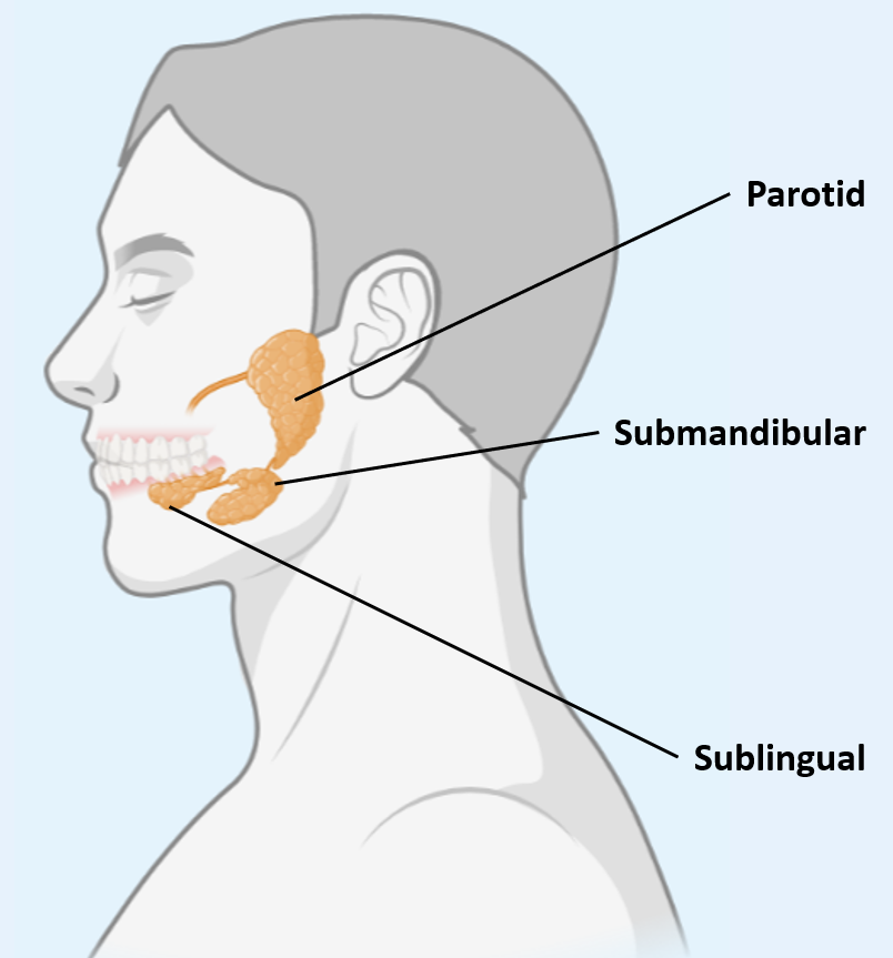 <p><span><strong>Sublingual salivary gland</strong></span></p><p><span>-Below the tongue, superior to the submandibular</span></p><p><span>-Most viscous secretions, <strong>mostly for lubrication</strong></span></p>