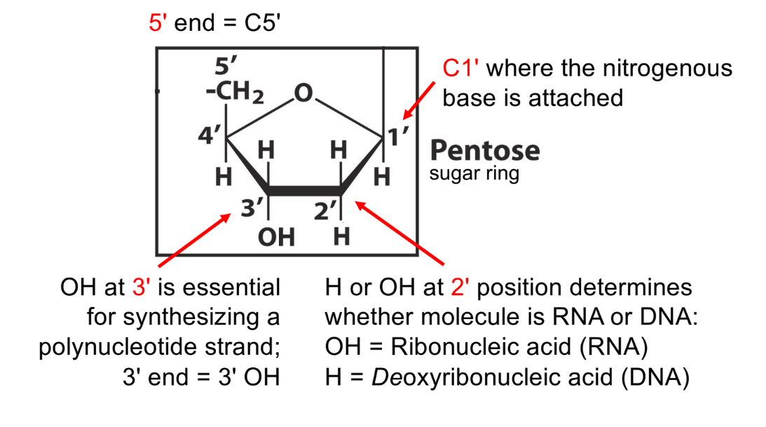 <p>C1’ — where nitrogenous base attaches (purine or pyrimidine base)</p><p>C2’ — determines if molecule is RNA or DNA (w/ hydroxyl group)</p><ul><li><p>2’ OH means RNA <mark data-color="#eaa3df" style="background-color: rgb(234, 163, 223); color: inherit;">(think RUH “ROH”)</mark></p></li><li><p>not 2’ OH, but 2’ H, means DNA</p></li></ul><p>C3’ — where OH/hydroxyl group attaches, to form a polynucleotide strand (3’ OH)</p><p>C5’ — where phosphate group attaches</p>