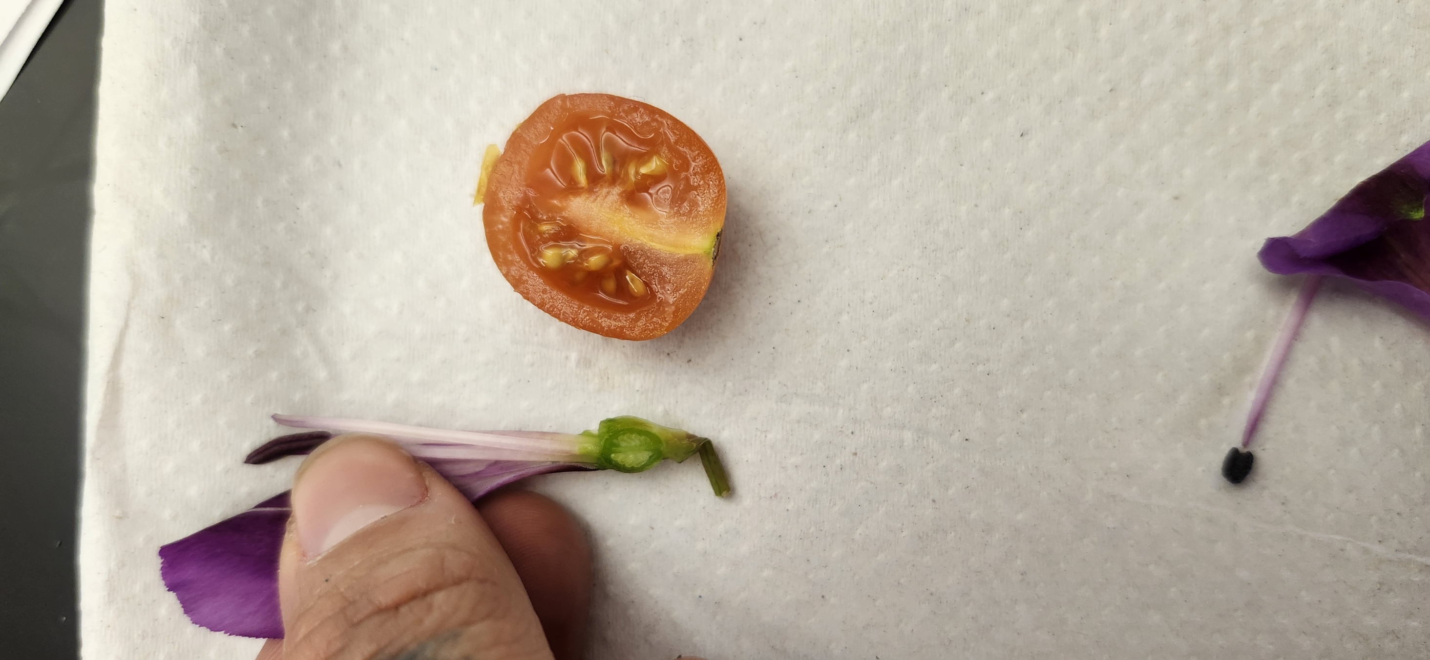 <p>Identify the structures listed below on both the  flower and the tomatoe</p><p>Ovary </p><p>Stigma </p><p>Ovules</p><p></p>