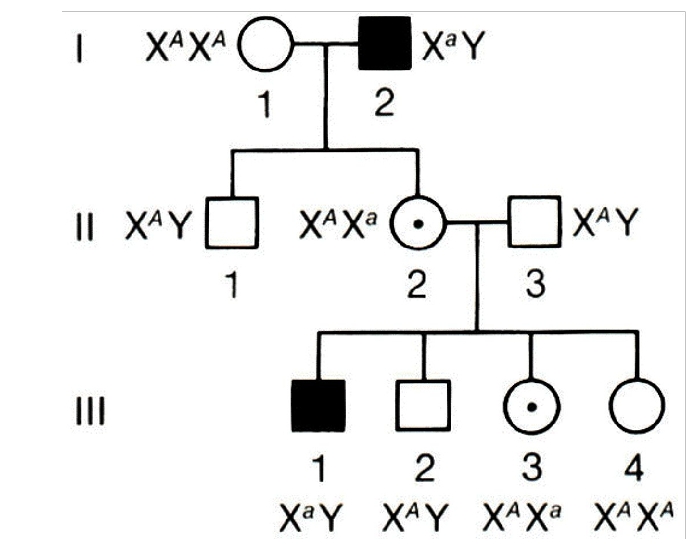 <p>Trait is much more common in males than females</p><p> • An affected man passes the gene to all of his daughters </p><p>• A son of a carrier mother has a 50 % chance of inheriting the trait </p><p>• Male-to-male transmission never occurs </p><p>• Carrier females are usually asymptomatic, but some may express the condition with variable severity because of Lyonization, or X-inactivation. </p><p>• Trait is rare in pedigree/ skips generations </p><p>• Males are more often affected than females</p><p>females only affected if father affected and mother is a carrier</p>