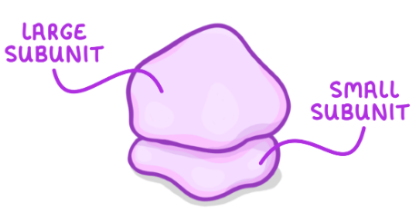 <p>80S ribosomes in eukaryotic cells. Made up of proteins and rRNA. No membrane, large and small subunits.</p><p>Site of protein synthesis (translation).</p>