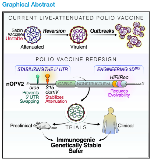 <p>Preserve the immunogenic + antigenic characteristics while:</p><ul><li><p>Stabilization the determinants of the <u>attenuation</u> of the virus = editing the 5’ UTR</p></li><li><p>Reduce <u>evolvability</u> of the virus = <strong>prevent reversion ← done by reducing evolvability</strong></p></li><li><p>Ultimately increase the <strong>genetic stability</strong></p></li></ul><p></p>