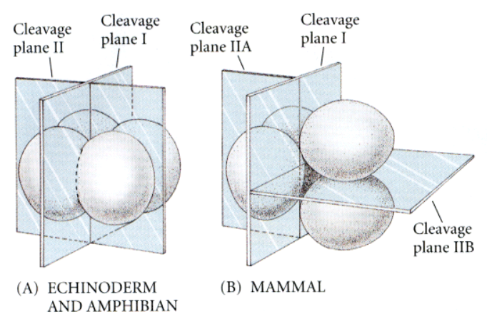 <p>1) different planes (<span>meridionally, equatorraly)</span><br>2) shortened cell cylce vs normal cell cycle (24h, 12h)<br>3) synchrone vs not synchrone (7- and 13-cell embyo stages)</p>