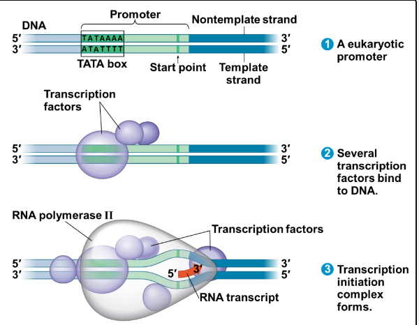 <p>The promoter region is a DNA sequence “upstream” of the coding region:</p><p>• Is where RNA polymerase binds</p><p>• Dictates which strand is the template strand</p><p>• Sets the transcriptional start site (TSS) +1</p><p>• Eukaryotic promoters contain a short sequence called a TATA box.</p><p>• Transcription factors “recruit” RNA polymerase to the promoter</p><p>• In prokaryotes, proteins called sigma factors do this.</p>