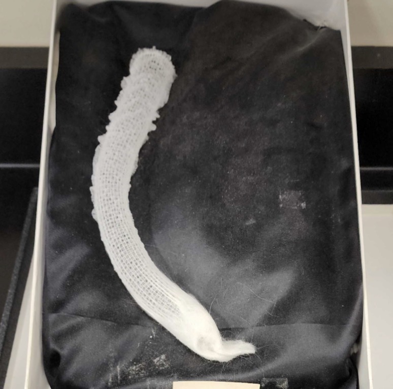 <p>Euplectella</p>