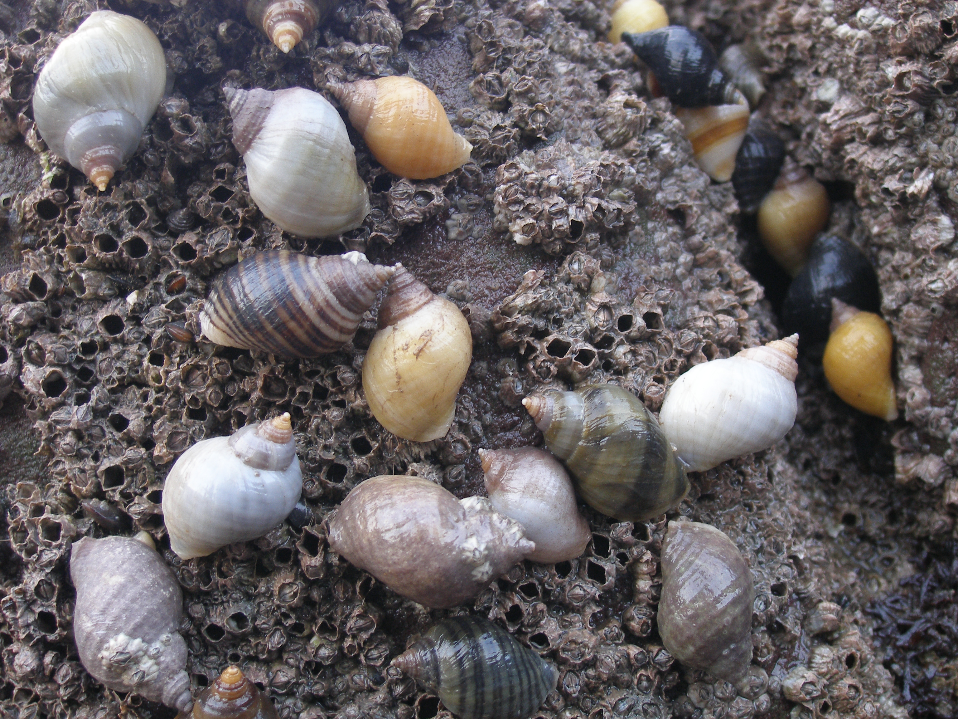 <p>Dog Whelk or Dog Winkle </p>