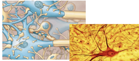 <p>tissue type?</p>