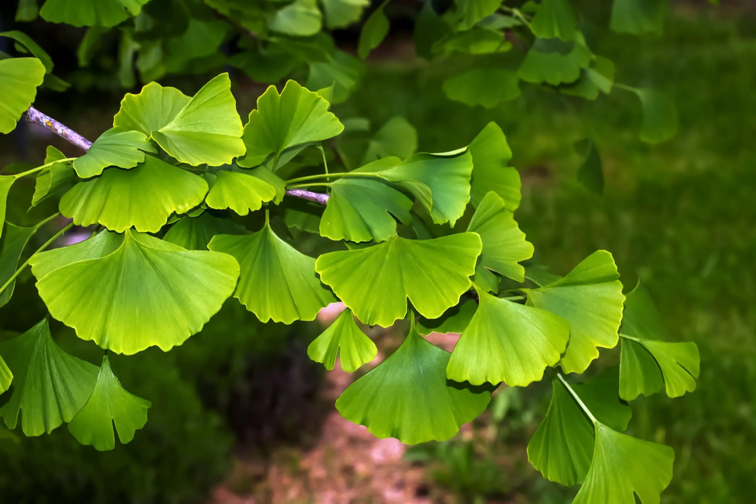 <p>Ginkgolides</p><ul><li><p>Active principle</p></li><li><p>Source</p></li><li><p>Purpose</p></li></ul><p></p>