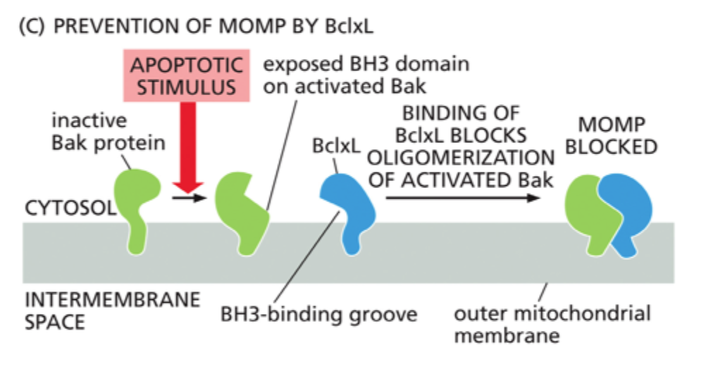<p>Ved at binde til et anti-apoptotisk protein som <strong>BclxL</strong> og dermed frigive <strong>Bak/Bax</strong> til aktivering.</p>