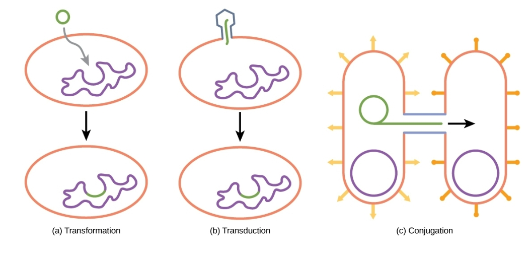 <p>What are the three mechanisms that enhance genetic diversity in bacteria?</p>