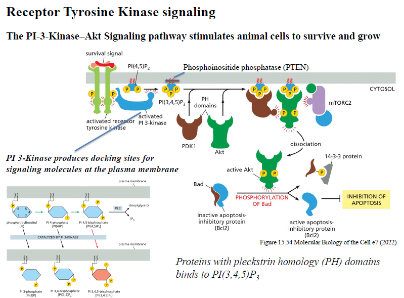 <ol><li><p>RTK aktiverer PI3K</p></li><li><p>PI3K omdanner PIP2 → PIP3</p></li><li><p>PH-domain proteiner som Akt rekrutteres til membranen</p></li><li><p>Akt aktiveres af fosforylering</p></li><li><p>Akt fremmer survival og vækst ved at hæmme apoptose og stimulere growth pathways</p></li></ol><p>PTEN modvirker pathwayet ved at fjerne fosfat fra PIP3.</p>