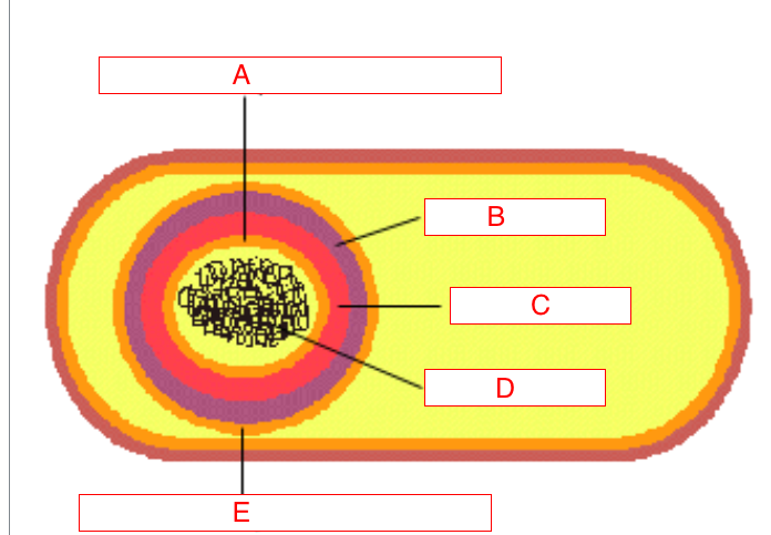 <p>what is B and its role</p>