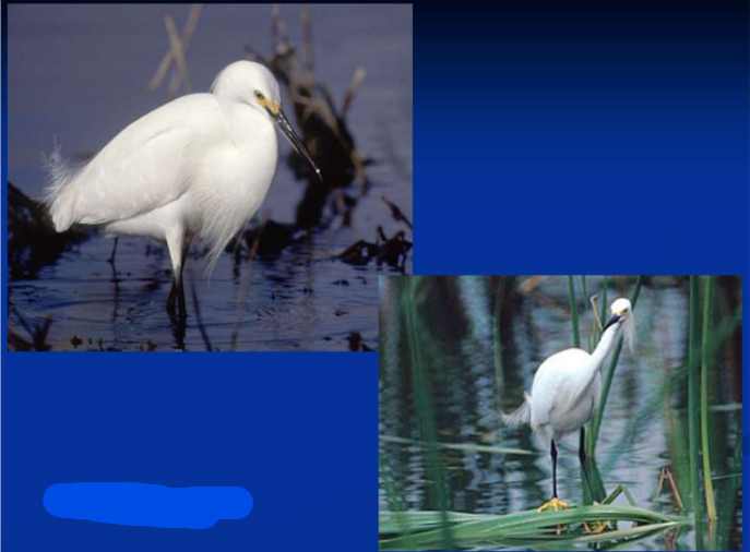 <p>What is the Order, Family, and Common name of this vertebrate?</p>