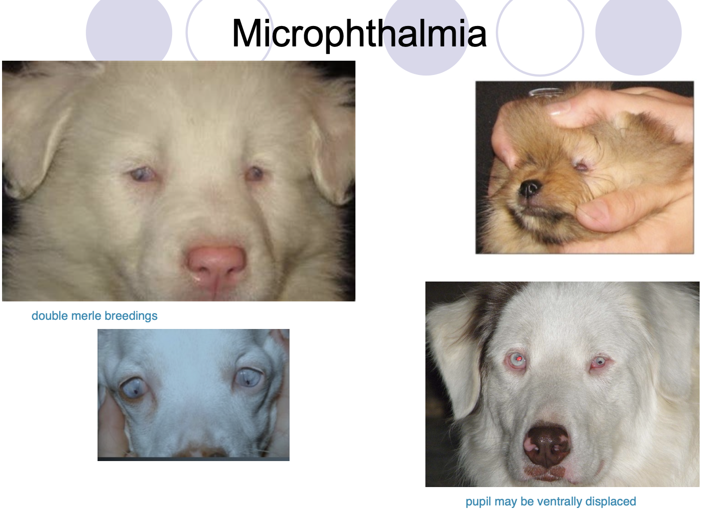<p>Merle ocular dysgenesis - homozygous for merle gene.</p><p>Throughbreds. </p>