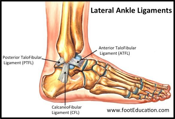 <p></p><ul><li><p>Anterior Talofibular Ligament (ATFL)</p></li><li><p>Posterior Talofibular Ligament (PTFL)</p></li><li><p>Calcaneofibular Ligament (CFL)</p></li></ul><p></p>