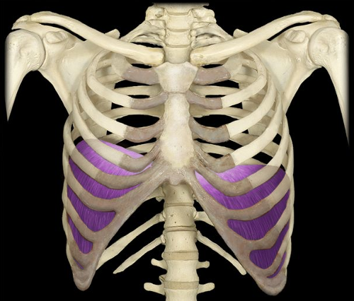 <p>diaphragm</p>