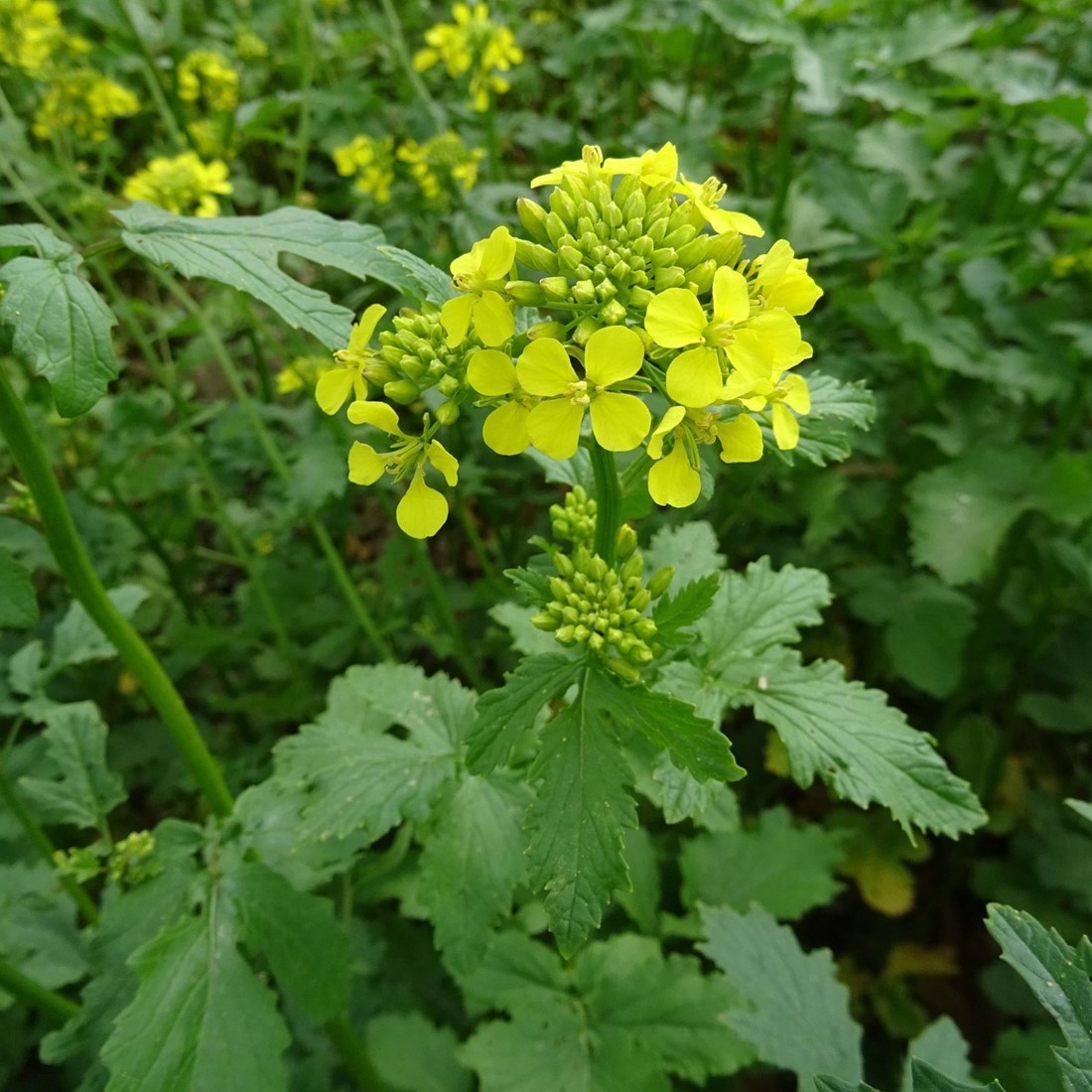<p><strong>Common Name</strong>: Yellow/White Mustard</p><p><strong>Parts Used</strong>: Seeds; leaves, flowers (culinary)</p><p><strong>Use/s</strong>: Respiratory ailments, rubefacient, dental plaque and gum bleeding</p><p><strong>Major Metabolites</strong>: <strong>Sinalbin (isothiocyanate-containing glycoside; glucosinolates)</strong></p>