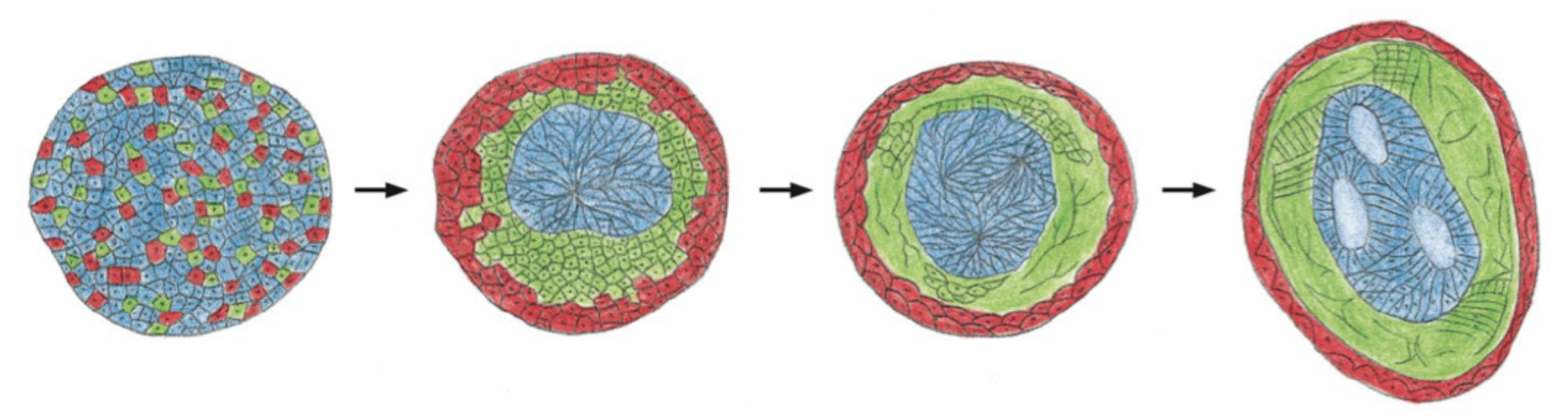 <p>At celler med forskellige cadheriner eller forskelligt niveau af cadherin <strong>sorterer sig i separate grupper</strong>.</p>