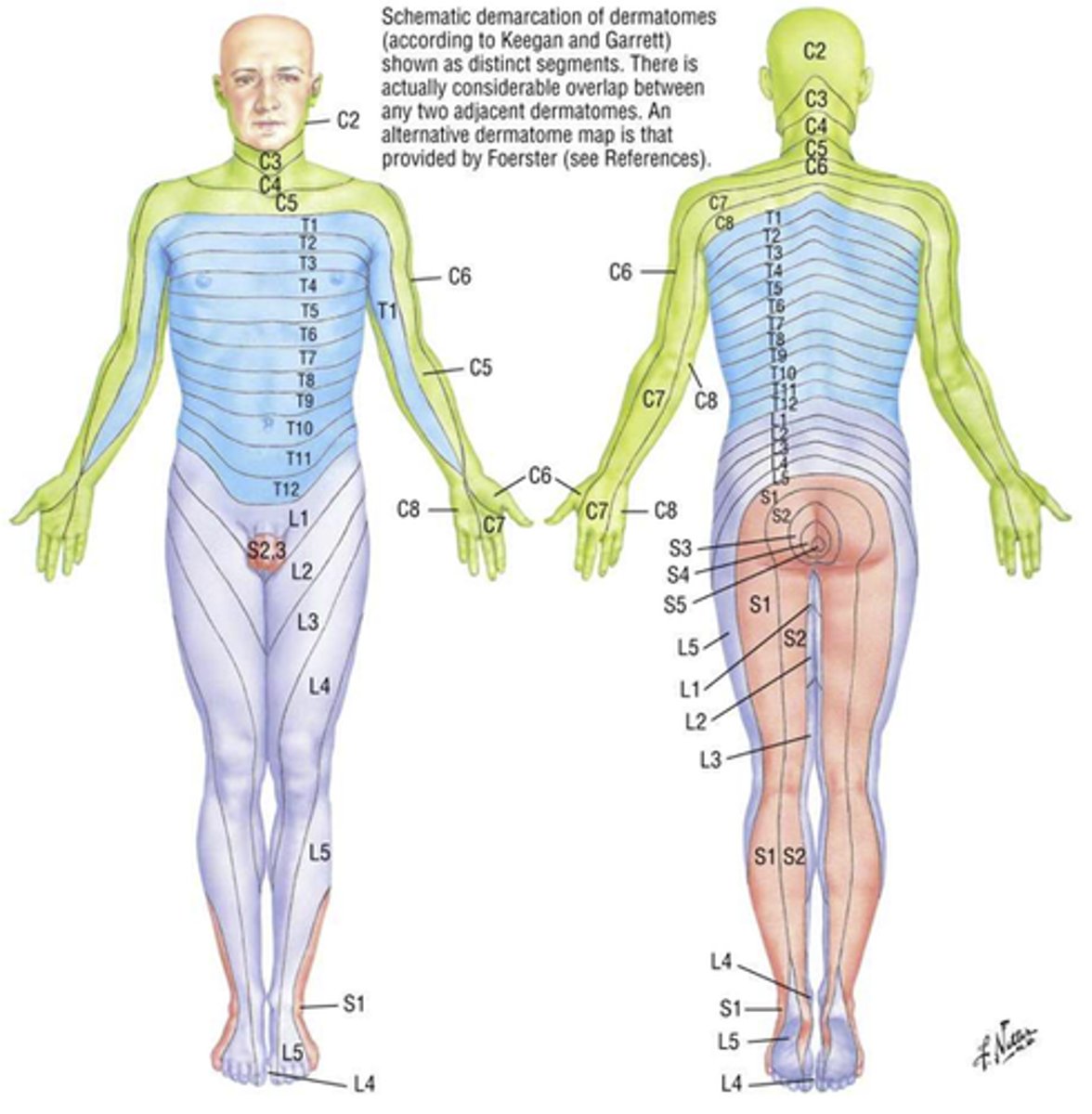 <p>c2: above neck</p><p>c3: neck</p><p>c4: clavicle</p><p>c5: below clavicle</p>