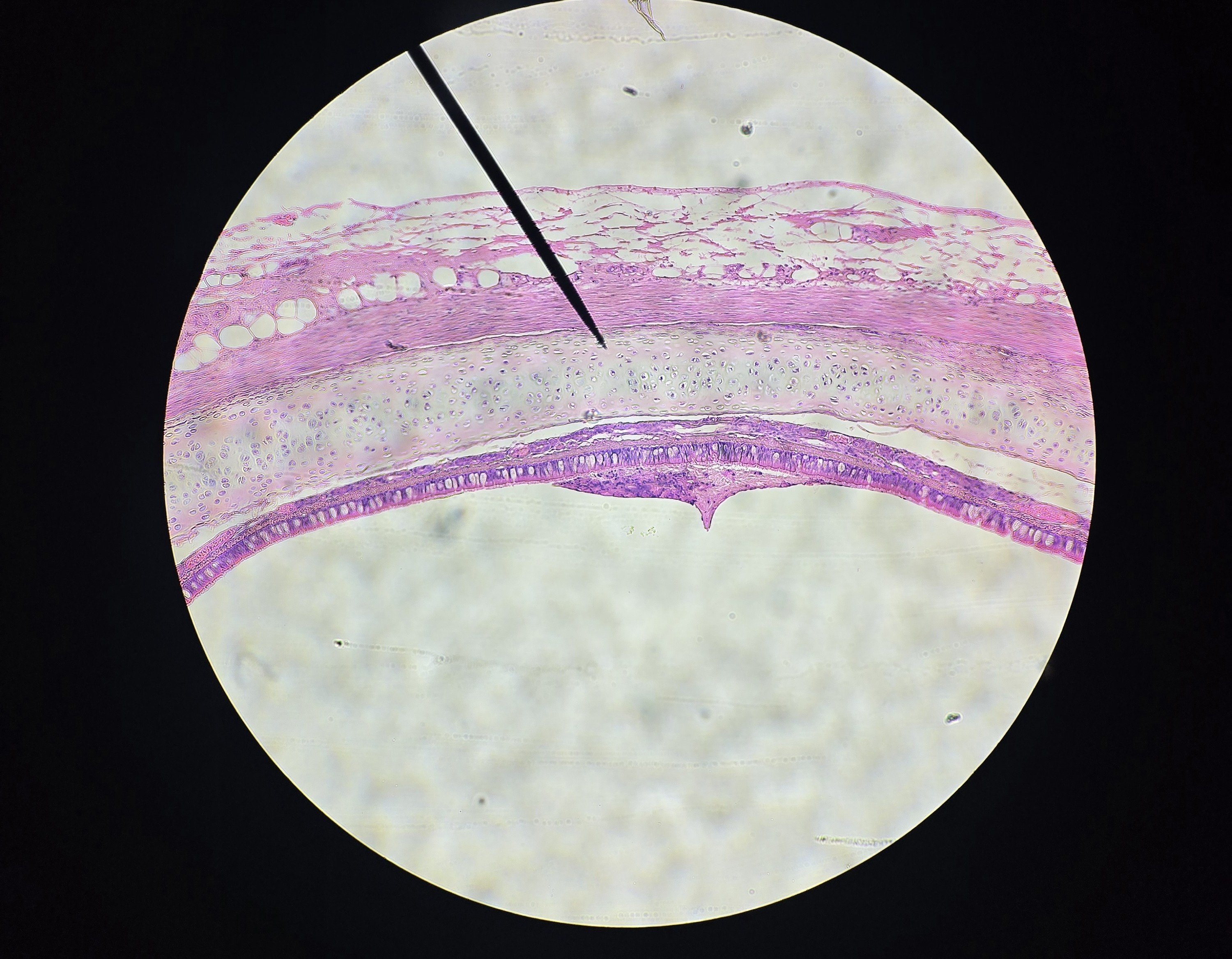 <p>what tissue is this</p>