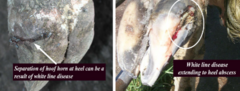 <p>- Associated with long walking distances, time spent on poor surfaces, twisting/turning in yards, wet conditions, claw deformities or laminitis</p><p>- Haemorrhage, fissure and abscess formation along the white line</p><p>- Pare out the cracks between the wall and sole, apply foot block to sound claw (antibiotics generally not required)</p>